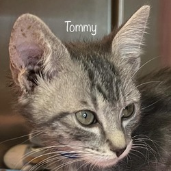 Photo of Tommy