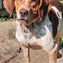 Photo of Copper