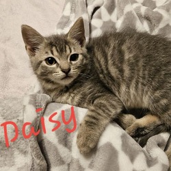 Thumbnail photo of Daisy #3