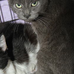 Thumbnail photo of Smokey (Neutered) #1