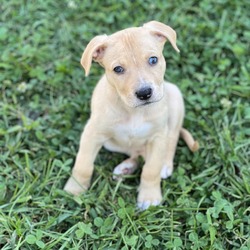 Thumbnail photo of Hazel (camo collar) #4