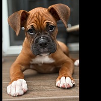 adopt-pet