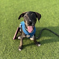adopt a pet
