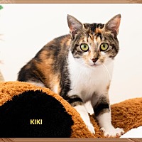 adopt-pet