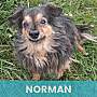 NORMAN - Mixed Breed (Small) available for adoption