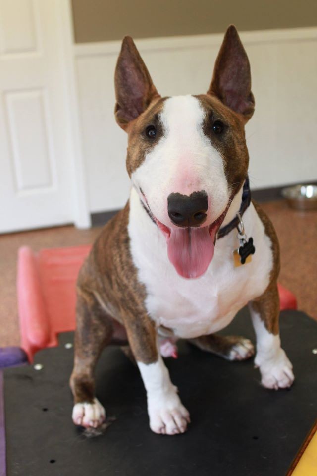 Atlanta, GA - Bull Terrier. Meet Roscoe 