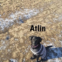 Thumbnail photo of Atlin #3