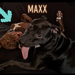 Thumbnail photo of Maxx #2