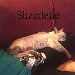Photo of Shardene
