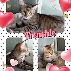 Photo of Frenchie