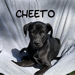 Thumbnail photo of Cheeto #4