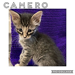 Photo of Camero