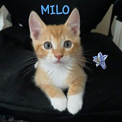 Photo of Milo B.