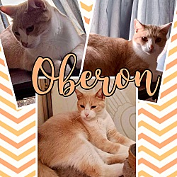 Photo of Oberon