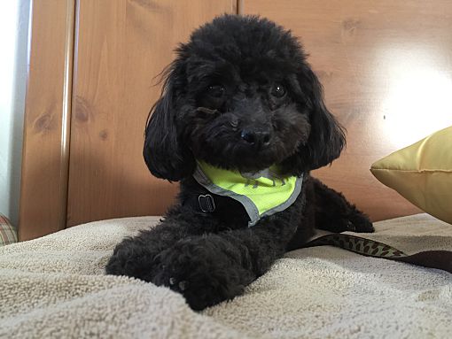 Las Vegas, NV - Poodle (Miniature). Meet Truffles a Pet for Adoption