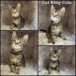 Photo of Cat King Cole
