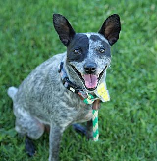 Sophie the Cattle Dog Photo #2