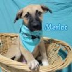 Thumbnail photo of Merlot #1