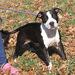 bonded pet photo