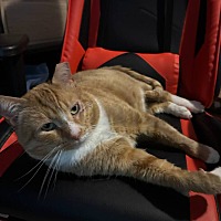 adopt a pet