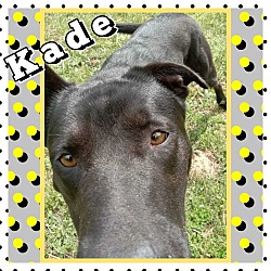 Thumbnail photo of Kade #2