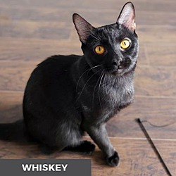 Photo of Whiskey