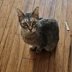 Photo of Khajiit