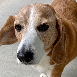 Providence, RI - Dachshund/Beagle. Meet Alaric KL in MS a Pet for Adoption  - AdoptaPet.com