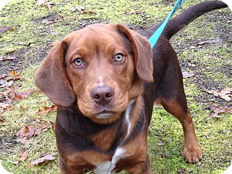 Sagaponack Ny Basset Hound Meet Rufus A Pet For Adoption