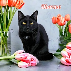Thumbnail photo of Dharma #2