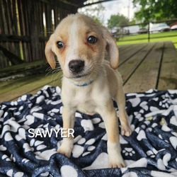 Photo of Sawyer