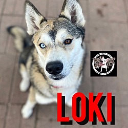 Photo of Loki Orem Your Loyal Best Friend