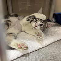 adopt a pet