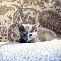 adopt-pet