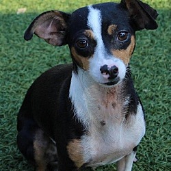 Thumbnail photo of Pepper~ADOPTED! #4