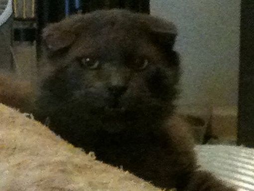 Memphis Tn Scottish Fold Meet Stormy A Pet For Adoption