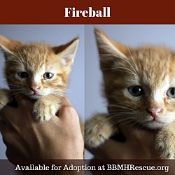 Thumbnail photo of Fireball #1