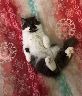 Adopt A Pet Petsmart Charities