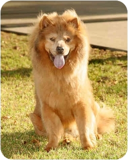 Marina Del Rey Ca Keeshond Meet Freeway A Pet For Adoption