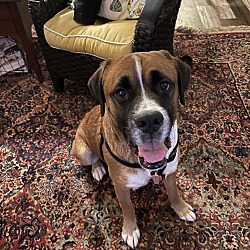 Carolina Boxer Rescue Inc In Wilmington North Carolina