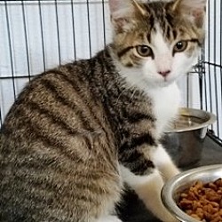 Thumbnail photo of Alvin #2