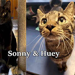 Photo of Huey & Sonny