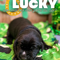Thumbnail photo of Lucky #4