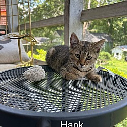Thumbnail photo of Hank #2