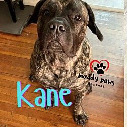 Thumbnail photo of Kane (Courtesy Post) #1