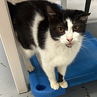 adopt a pet
