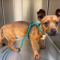 adopt a pet