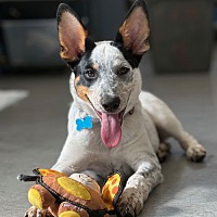 adopt a pet