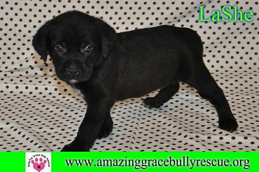 Pensacola Fl Cane Corso Meet Lashe A Pet For Adoption
