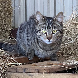Thumbnail photo of Barn cat/Mouser #2